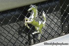 2006 F430 Spider Rear Horse Emblem