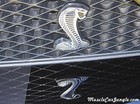2008 GT500 Shelby Snake Emblem